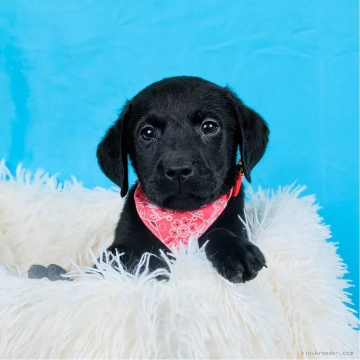 ID:2410-01653の子犬