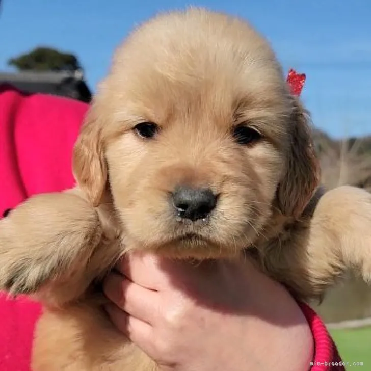 ID：2301-03502の子犬