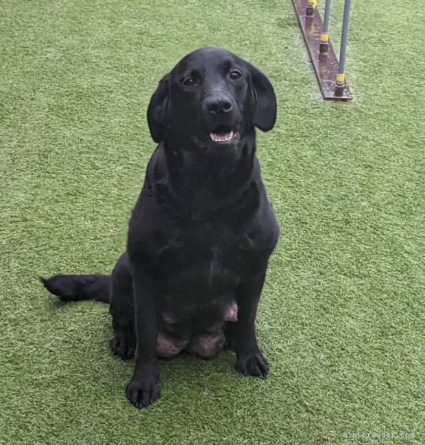 ラブラドールレトリバー【・女の子・2020年9月4日・ブラック】