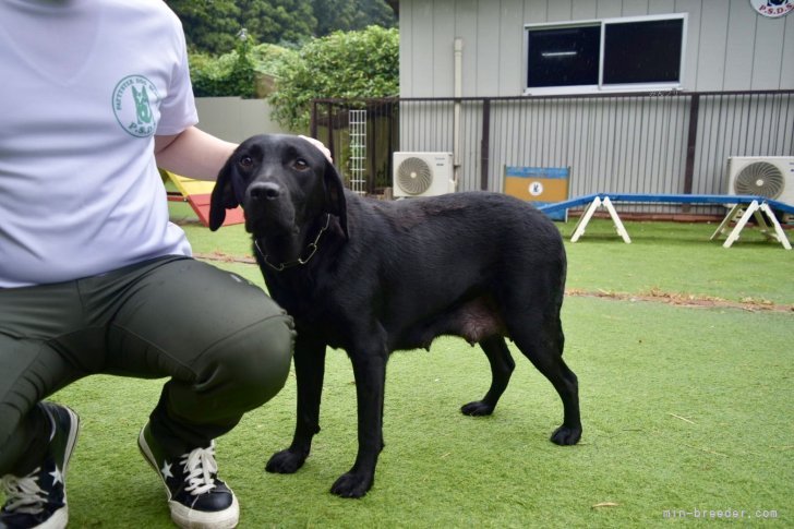 ラブラドールレトリバー【・女の子・2022年2月15日・ブラック】