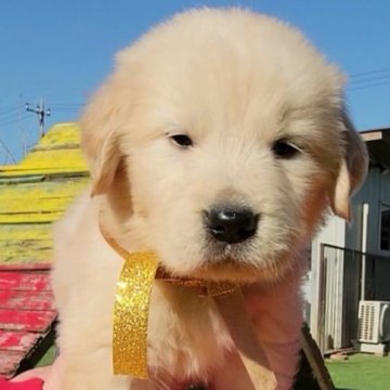 ゴールデンレトリバー【埼玉県・男の子・2022年12月15日・ゴールド】の写真「のほほんとした癒し系男の子」