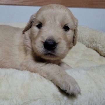 ゴールデンレトリバー【埼玉県・女の子・2023年6月12日・ゴールド】の写真「識別リボン：なし」