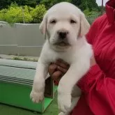 ラブラドールレトリバー【埼玉県・男の子・2024年3月30日・イエロー】の写真1