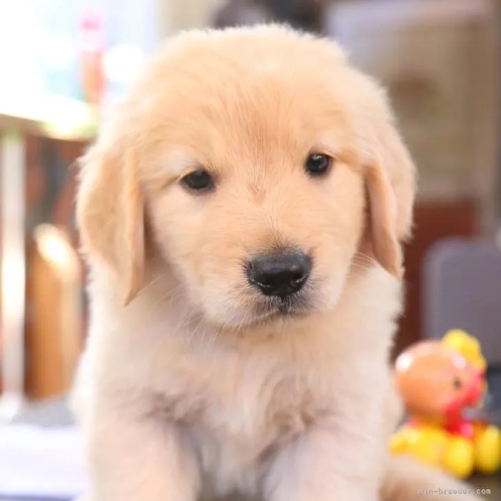 ID：2208-00203の子犬