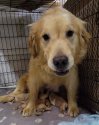 ゴールデンレトリバー【・女の子・2020年7月9日・ゴールド】「子育て中のルビー」