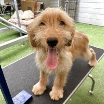 ゴールデンレトリーバー×ゴールデンドゥードル【青森県・女の子・2025年5月28日・薄いゴールド】の写真「可愛いお顔の女の子☆」