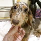 ミニチュアダックスフンド(ロング)