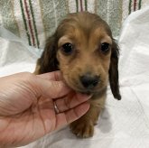 ミニチュアダックスフンド(ロング)