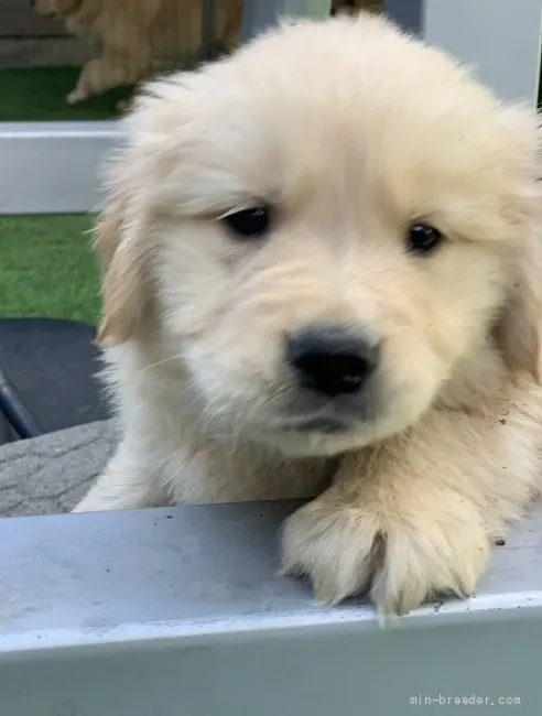 ID：2205-01312の子犬