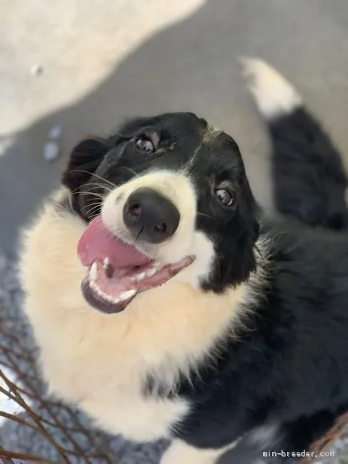 ID：2009-01447の子犬