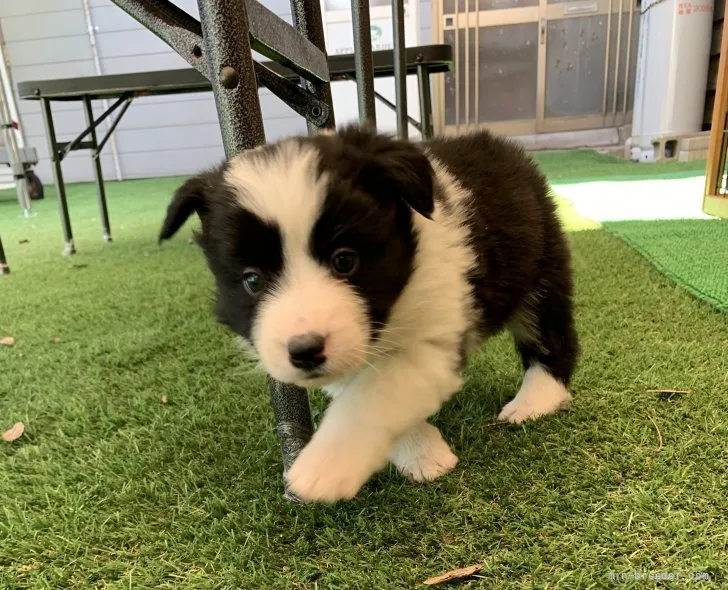 ID:2204-02933の子犬