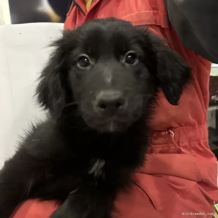 ID：2401-04794の子犬