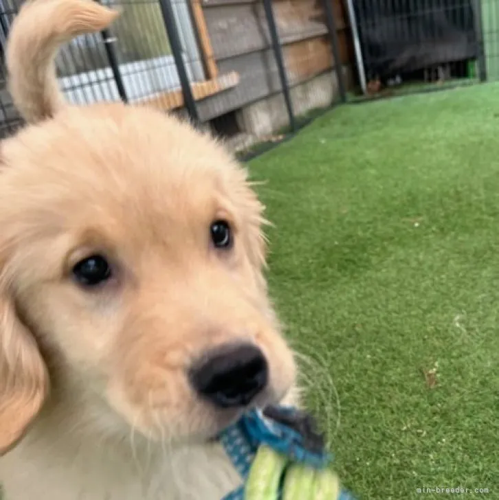ID:2303-00123の子犬