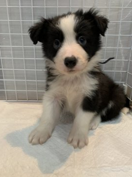 ボーダーコリー【青森県・男の子・2021年4月24日・ブラック&ホワイト】の写真「可愛らしいブラック＆ホワイト男の子☆」