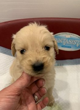 ゴールデンレトリバー【青森県・女の子・2020年10月22日・クリーム】の写真「とっても可愛いらしい女の子です。」