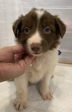 ボーダーコリー【青森県・男の子・2021年7月12日・チョコレート&ホワイト】の写真「優しいお顔のチョコレート＆ホワイト　のイケメン☆」