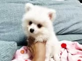ポメラニアン【大分県・男の子・2025年8月19日・ホワイト(ホワイト、クリーム)】の写真7