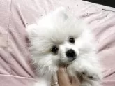 ポメラニアン【大分県・男の子・2025年8月19日・ホワイト(ホワイト、クリーム)】の写真4