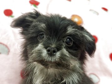 ポメマル(ポメラニアン×マルチーズ)【大分県・男の子・2025年8月26日・ブラックタン】の写真「穏やかで食いしん坊な男の子🩵」