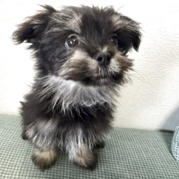 ポメマル(ポメラニアン×マルチーズ)【大分県・男の子・2025年8月26日・ブラックタン】の写真「穏やかで食いしん坊な男の子🩵」