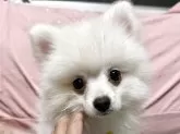 ポメラニアン【大分県・男の子・2025年8月19日・ホワイト(ホワイト、クリーム)】の写真1「少し垂れ目の可愛い男の子🩵」