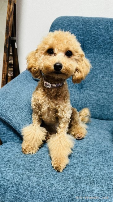トイプードル(トイ)【・女の子・2022年10月27日・アプリコット】