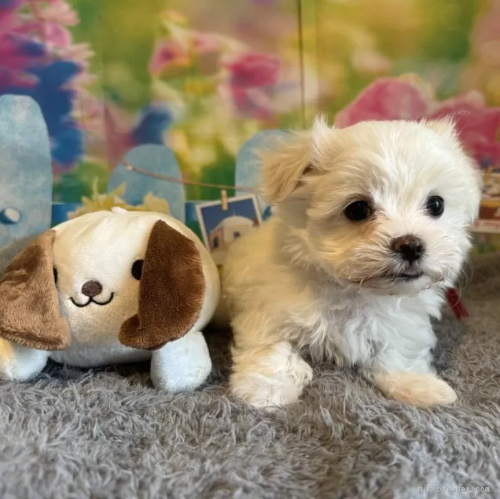 ID:2501-01648の子犬