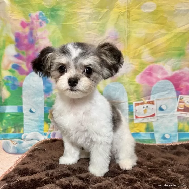 とも 様のお迎えした子犬