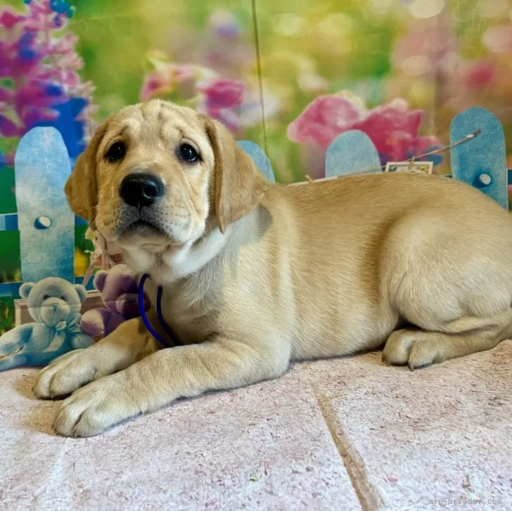M.O 様のお迎えした子犬