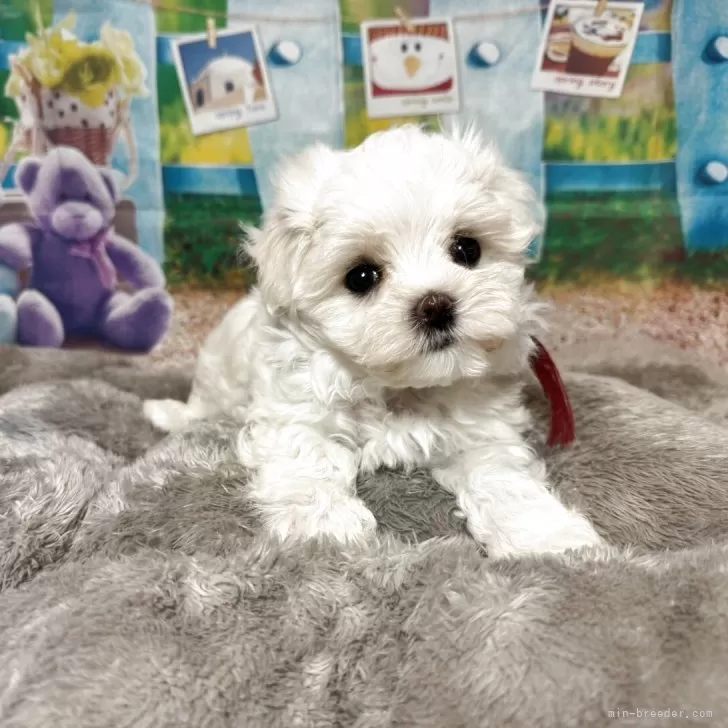ID:2505-01997の子犬