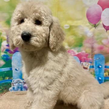 スタンダードプードル【山口県・男の子・2024年10月9日・クリーム】の写真「ワクチン1回接種済みになります♫」