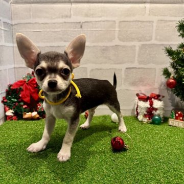 チワワ(スムース)【山口県・男の子・2025年8月19日・ブラックタン】の写真「元気いっぱいな男の子です👦」