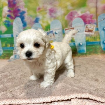 マルプー(トイプードル×マルチーズ)【山口県・女の子・2025年7月3日・クリーム】の写真「兄妹で1番小ぶりな子になります🐶」