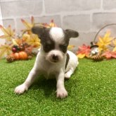 チワワ(スムース)