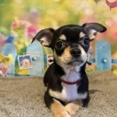 チワワ(スムース)【山口県・男の子・2024年11月21日・ブラックタン】の写真1