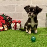 チワワ(ロング)