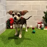 チワワ(スムース)【山口県・男の子・2025年8月19日・ブラックタン】の写真4