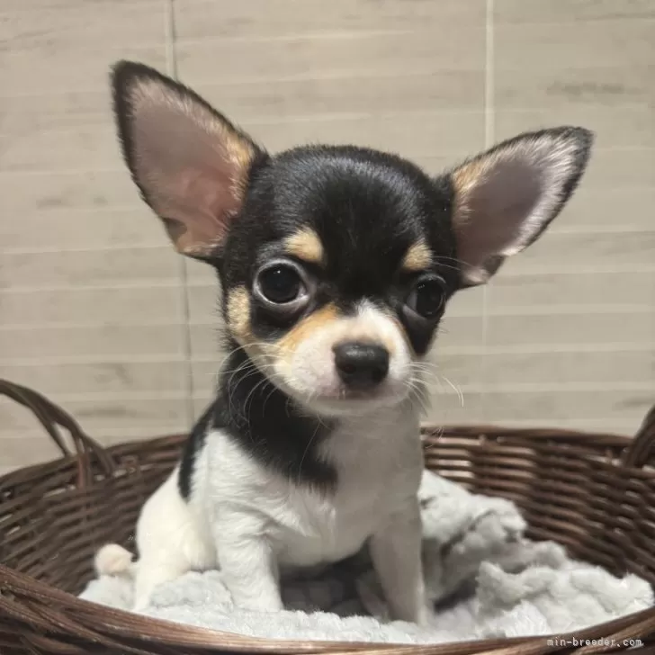 ID：2405-06858の子犬