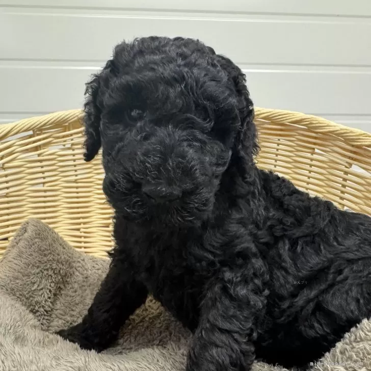 ID:2404-05518の子犬