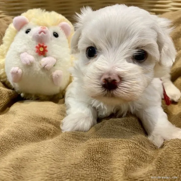 ID:2308-01864の子犬