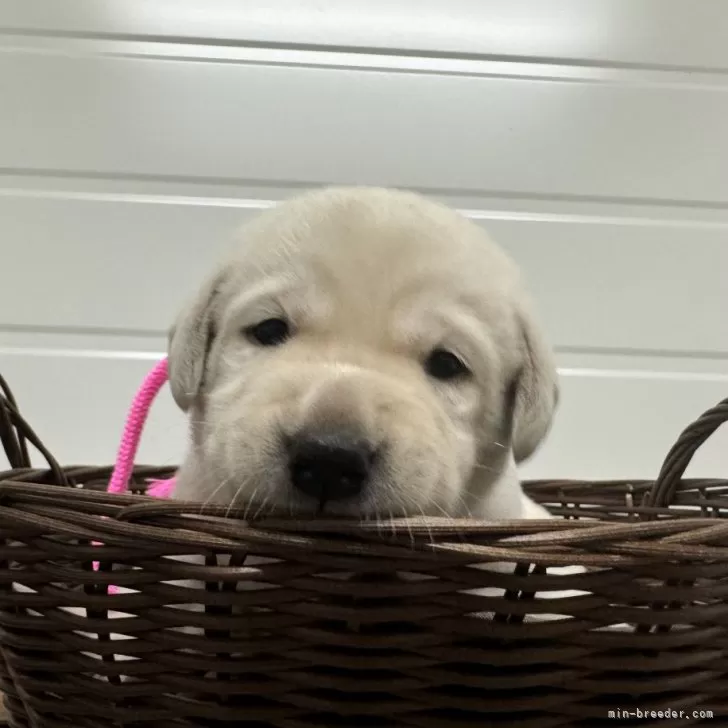 ID：2409-03886の子犬