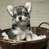 チワワ(ロング)