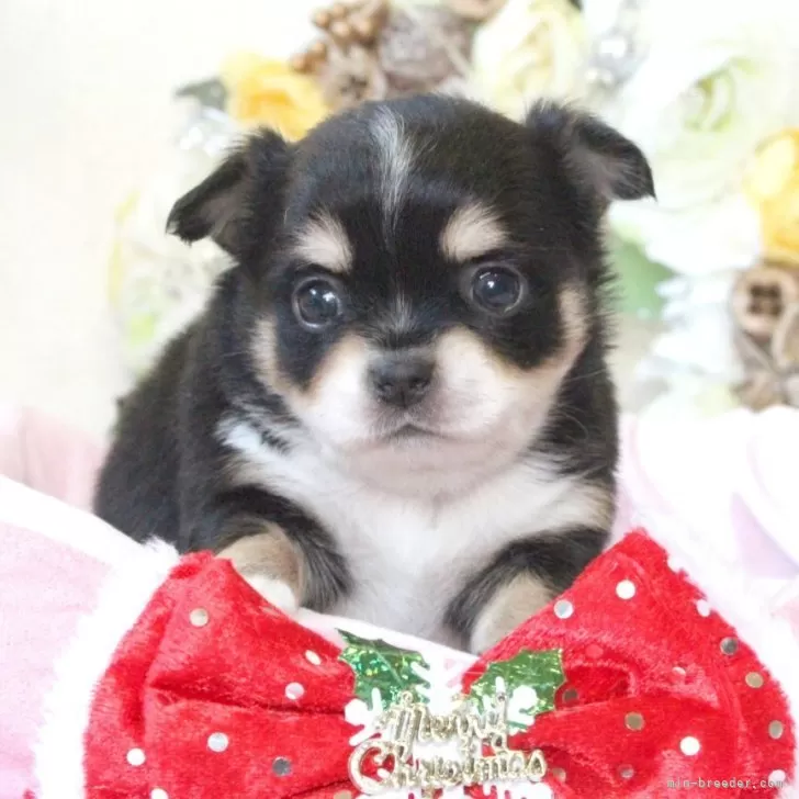 T.Ｉ 様のお迎えした子犬