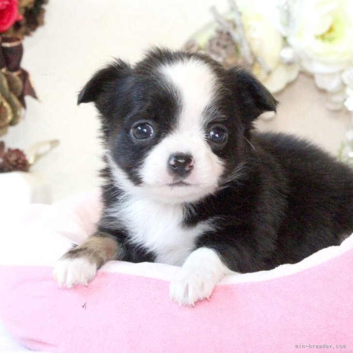 ブリーダー画像