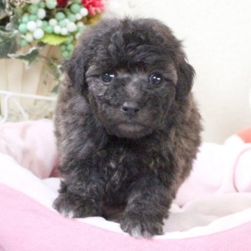 トイプードル(タイニー)【兵庫県・女の子・2025年3月27日・ブリンドル】の写真「希少カラーのブリンドル♡父親遺伝子検査クリア」