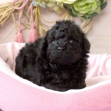 トイプードル(タイニー)【兵庫県・男の子・2024年11月20日・ブラック】の写真「可愛い3兄妹♡父親遺伝子検査クリア」