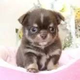 チワワ(ロング)