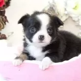 チワワ(ロング)