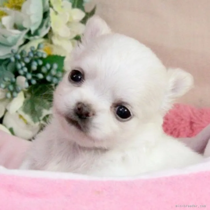 ID：2304-05143の子犬