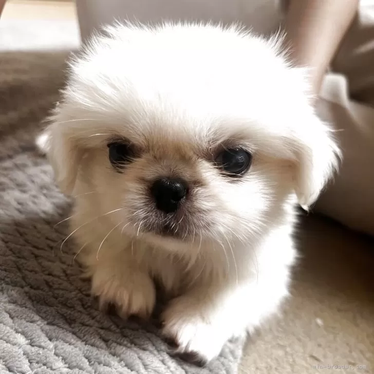 めいちゃん 様のお迎えした子犬